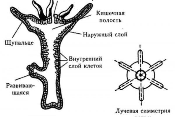 Kraken зеркало krakens13 at